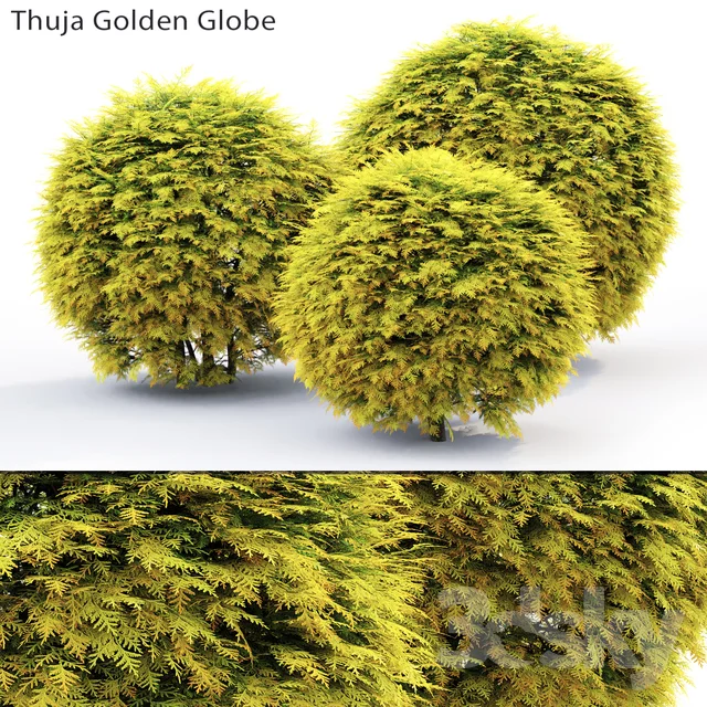Thuja - Thuja Golden Glob ISTWOOD15 3DSKY.jpeg