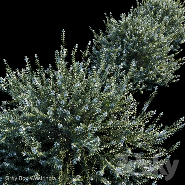 Westringa - Westringa Grey Box_02 NGOCPHUC1991 3DSKY.jpg