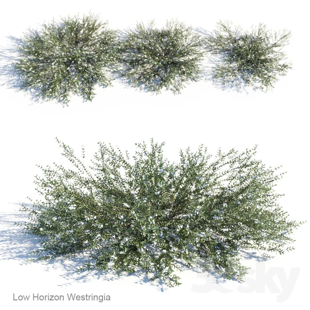 Westringia - Westringia Low Horizon NGOCPHUC1991 3SKY.jpeg