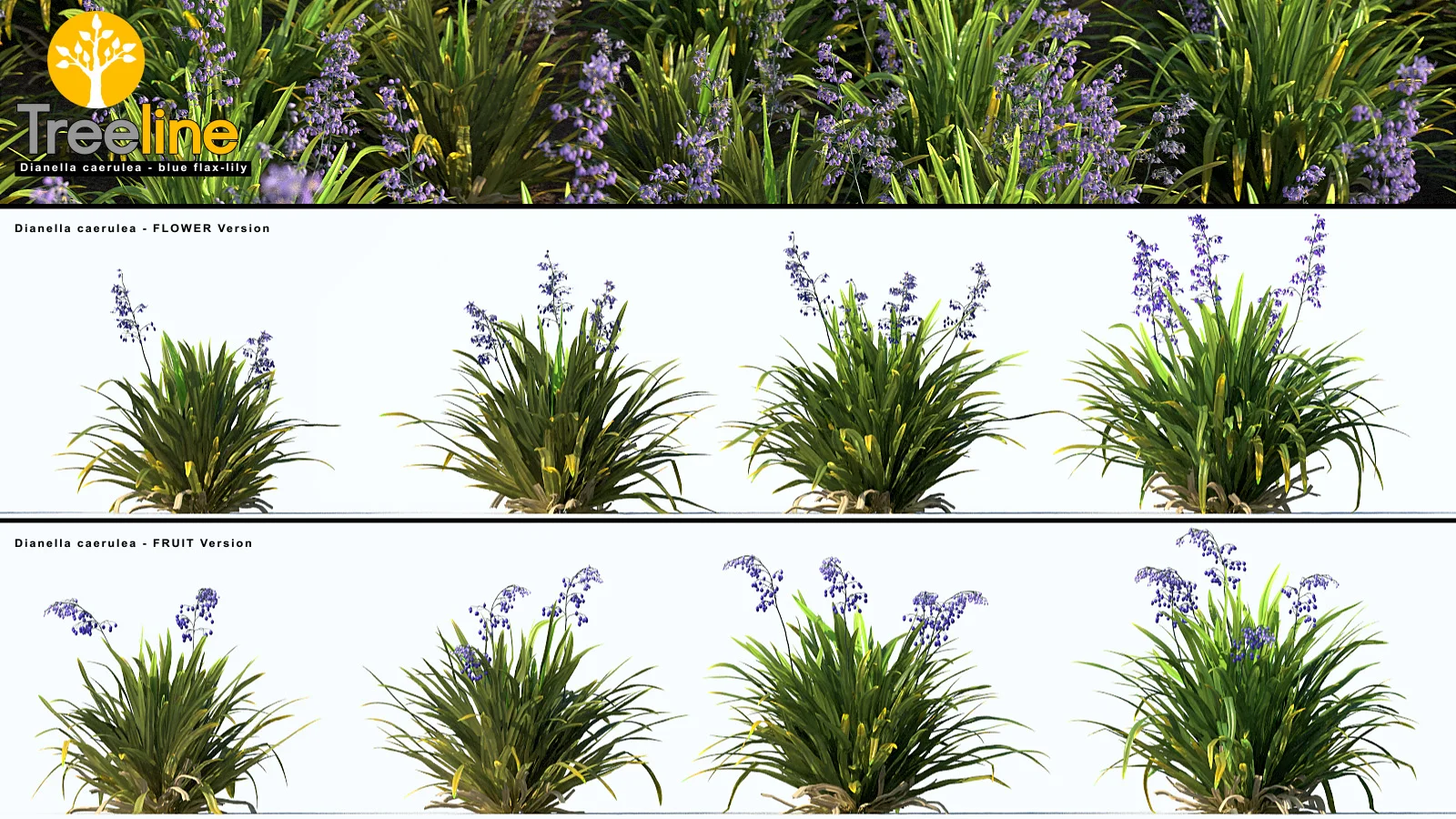 Blue Flax Lily - Blue Flax Lily 'Dianella Caerula' TREELINE AU$75.jpg