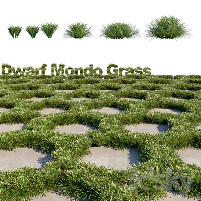 Dwarf Mondo Grass- Mondo Grass 3DSKY.jpeg