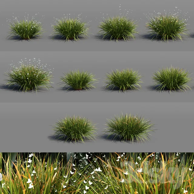 Grandiflora - Libertia Grasses Set_02 3DLEADER 3DSKY.jpeg