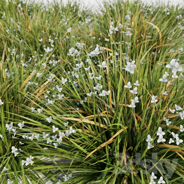 Grandiflora - Libertia Grasses Set_03 3DLEADER 3DSKY.jpeg