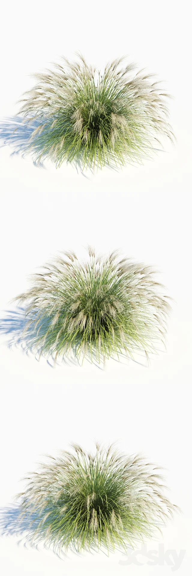 Miscanthus - Miscanthus Sinensis_01 PUKEPULOS 3DSKY.jpeg