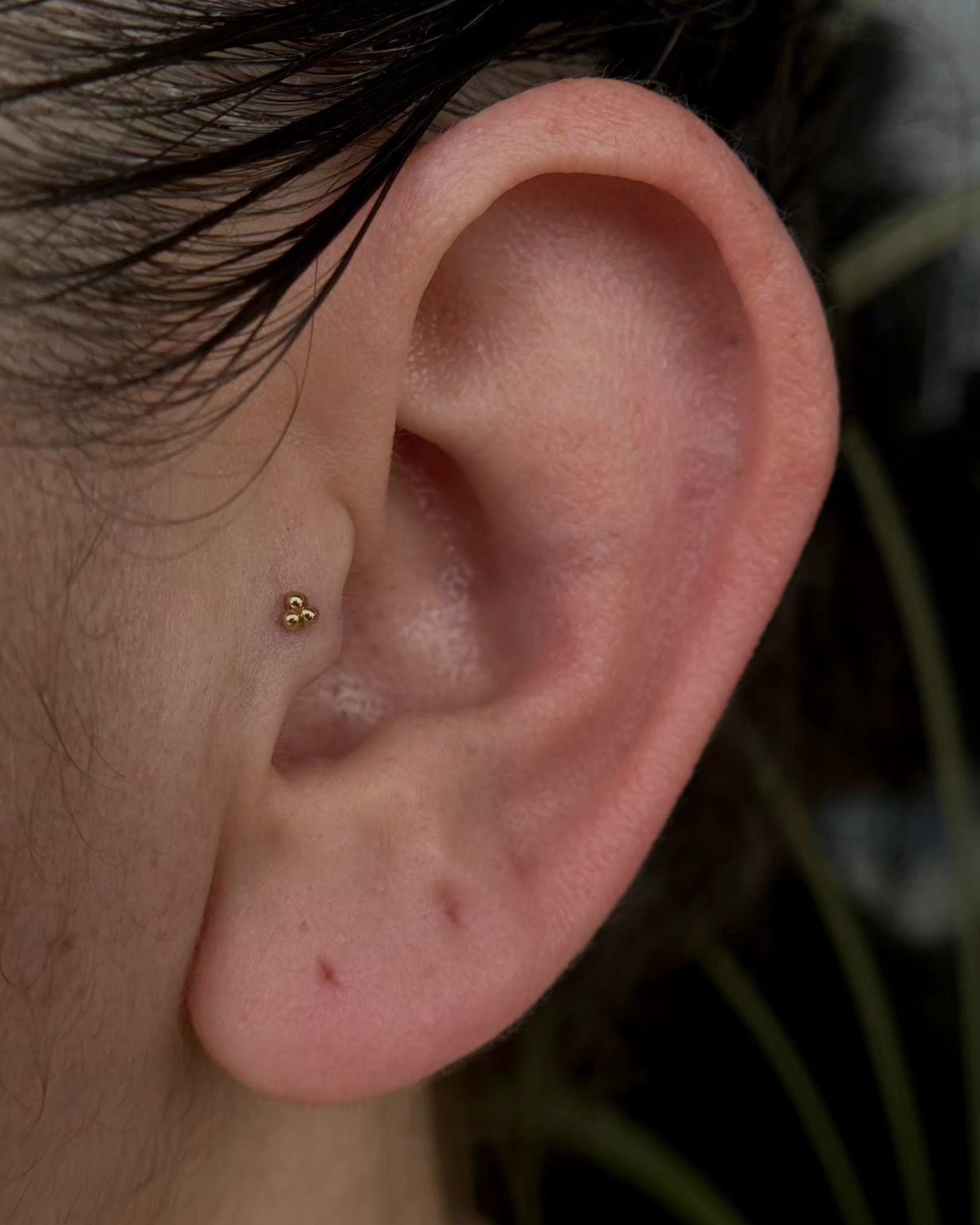 Tri-beads are one of our favorite jewelry picks for tragus piercings. ✨

This one by @ozbri is so cute! I wonder if this first timer will come back to let us add another on top. 🤔 😍