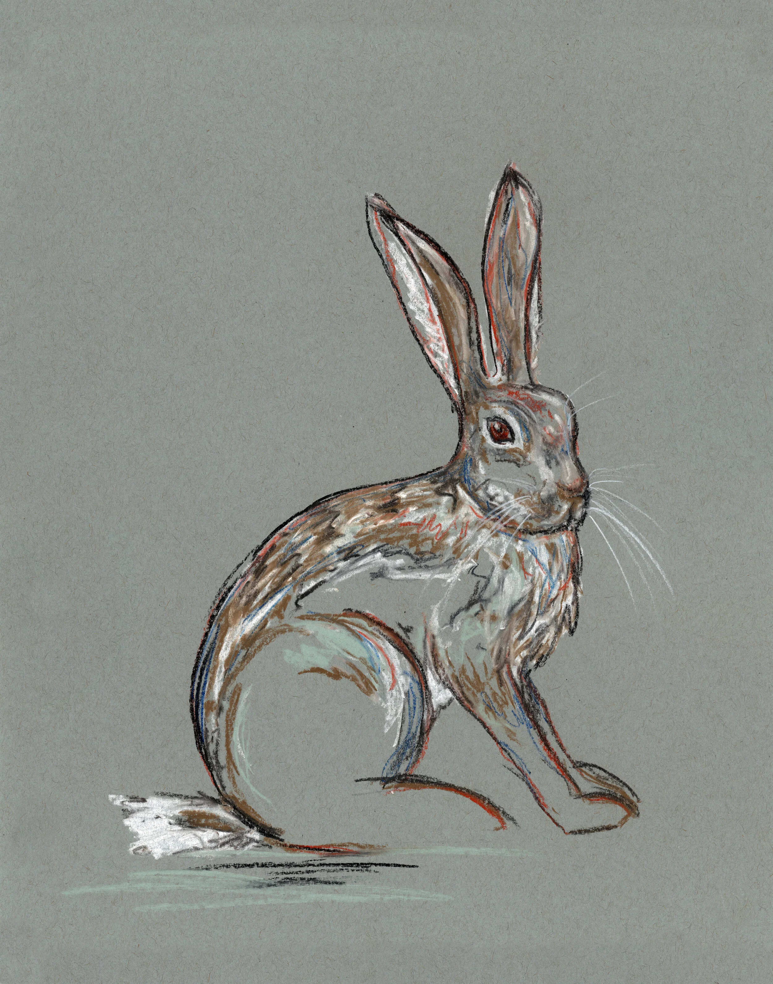 Bunny Study 4.jpg