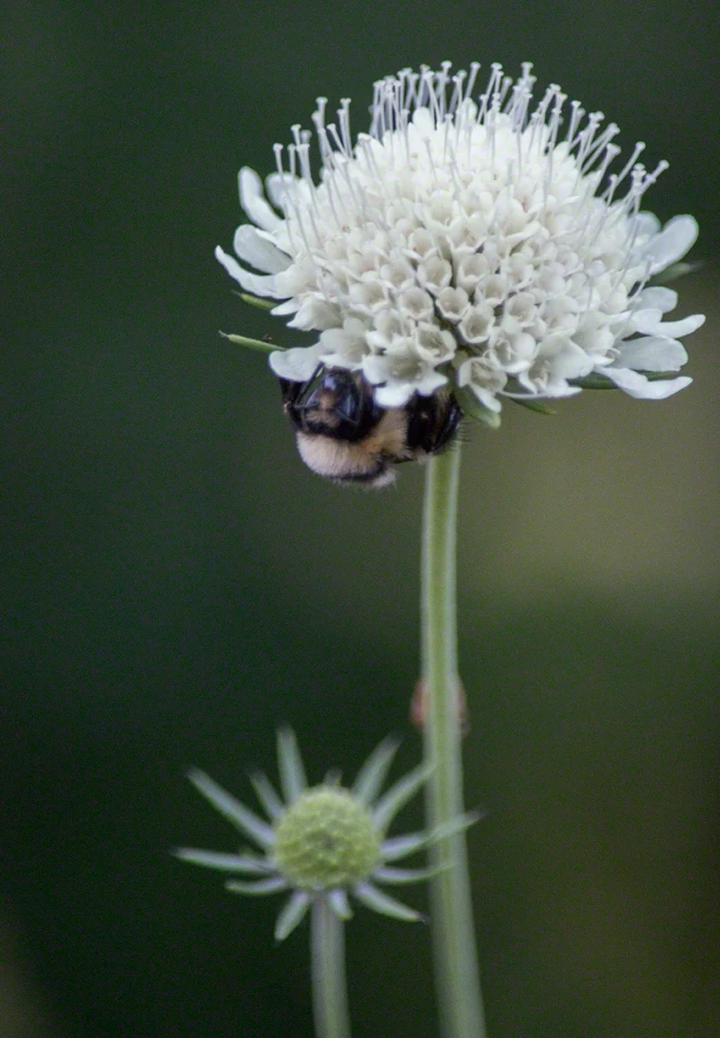 Calgary Chapter Queen Bee is Interviewed. 