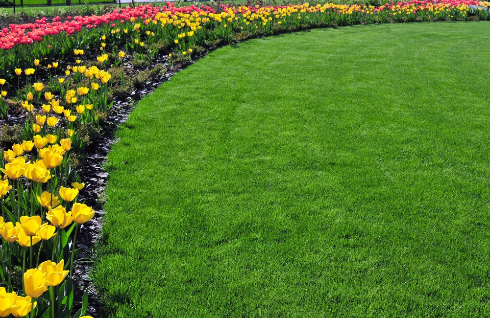stock-photo-lawn-with-flowers-140575546.jpg