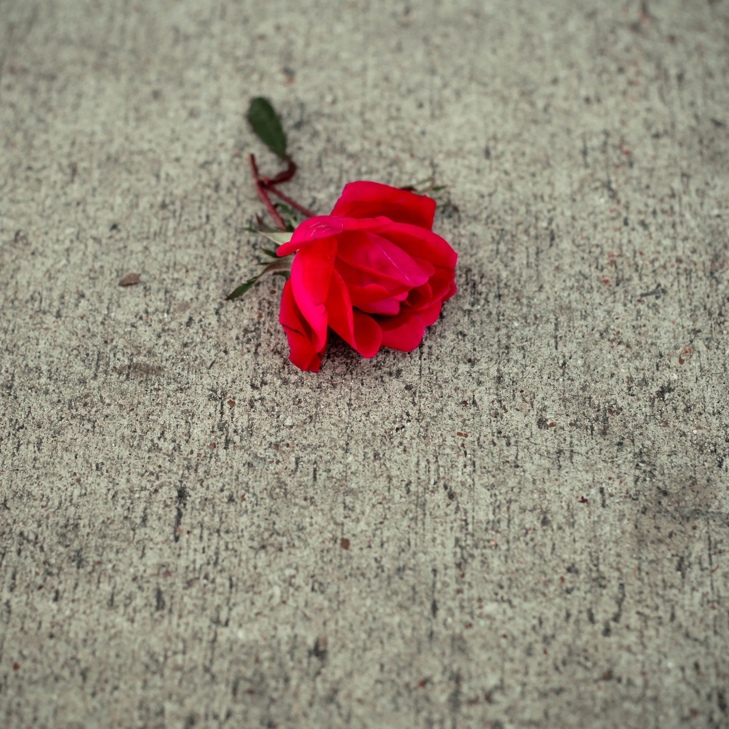 SONG OF SOLOMON 2 1.jpg
