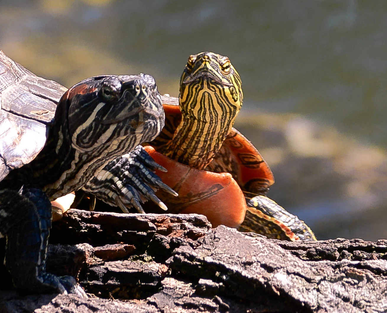 turtle fix 3.jpg
