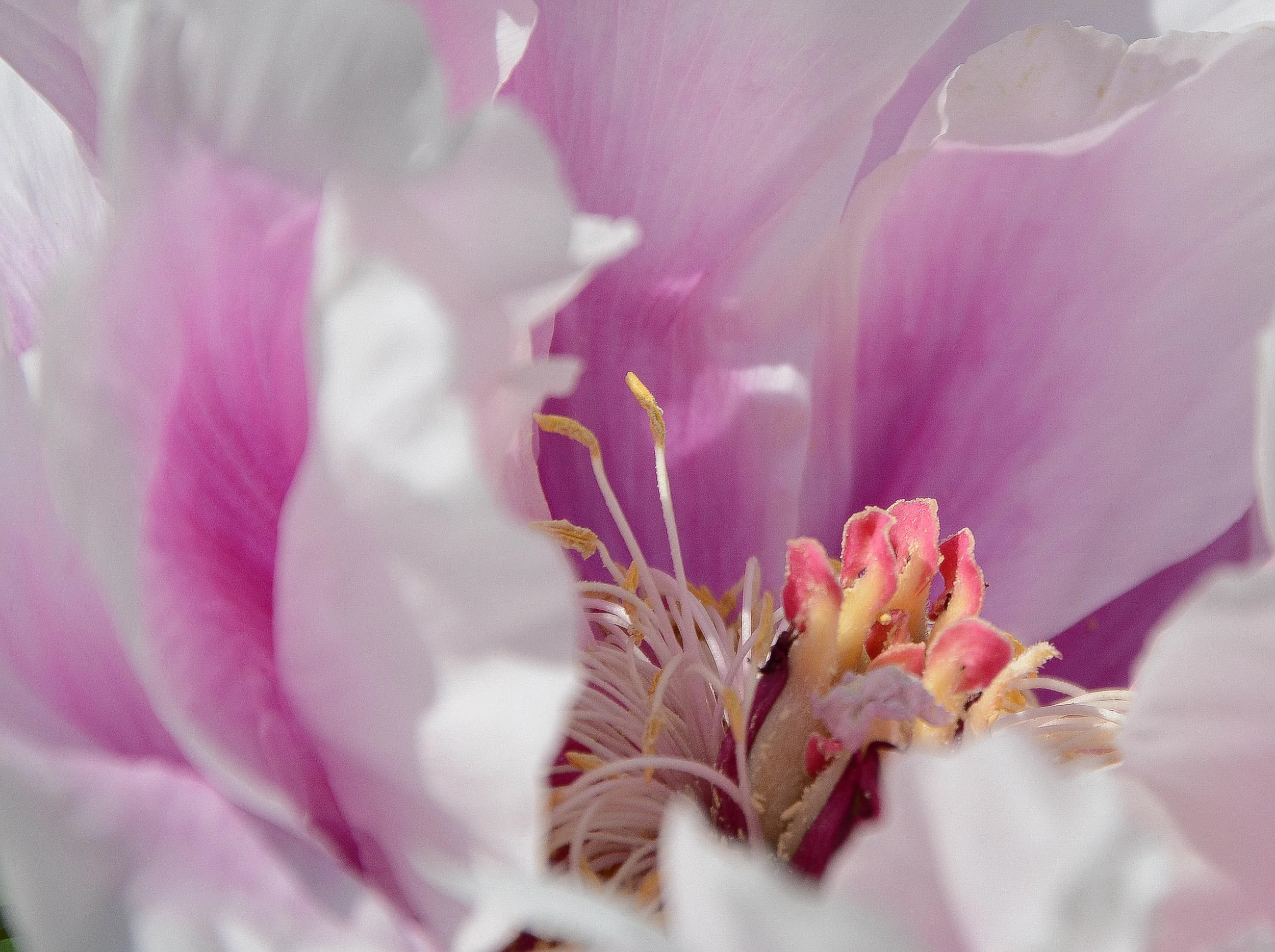 peony5.jpg