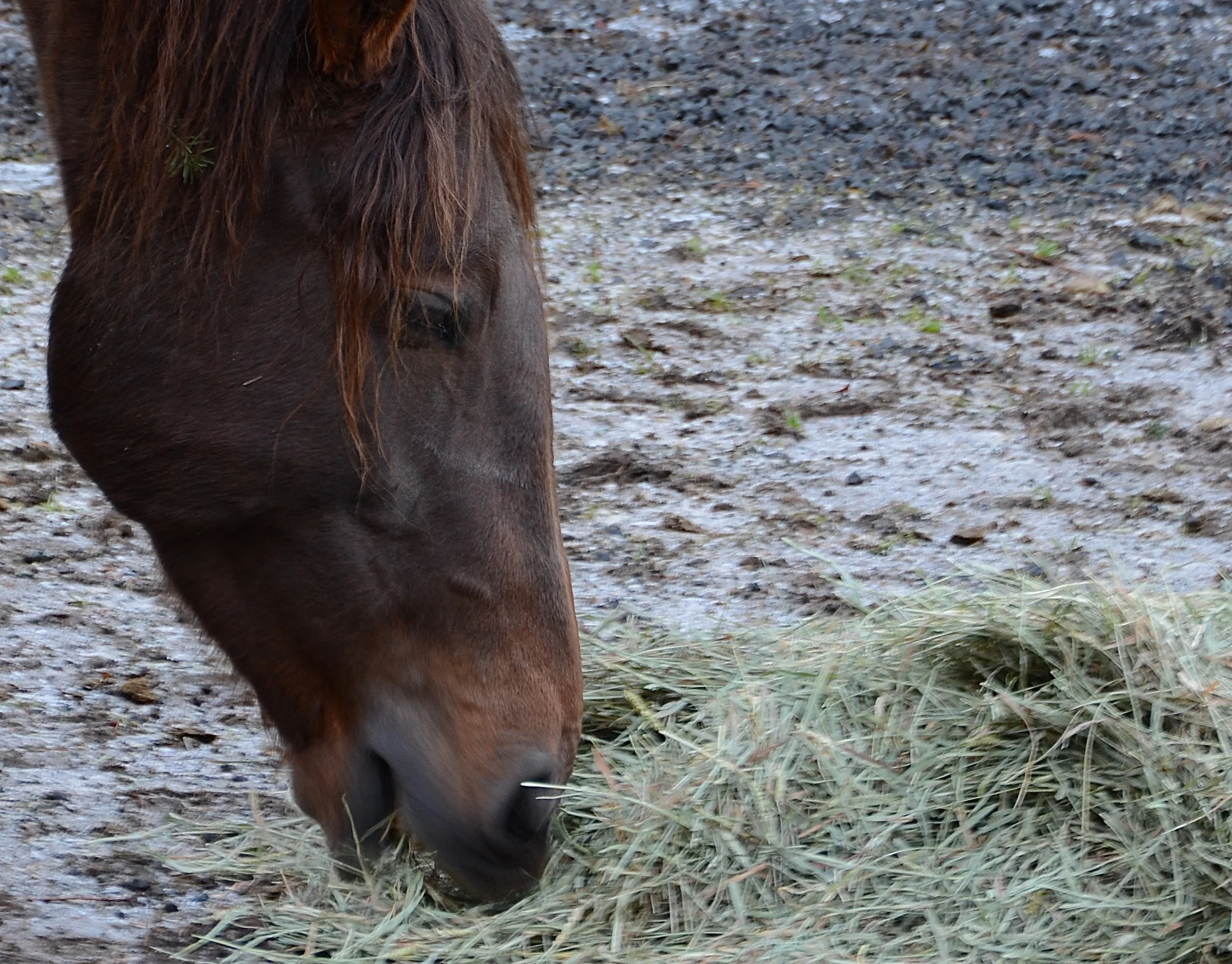 DSC_2079 - Version 2.JPG