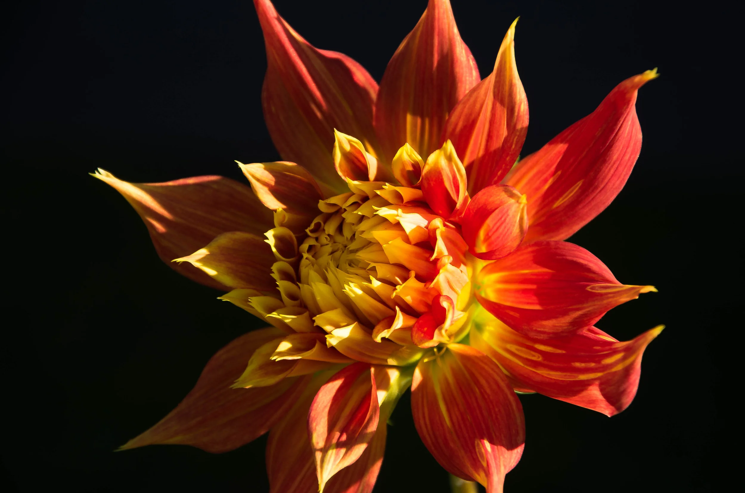 Dahlia 6.jpg