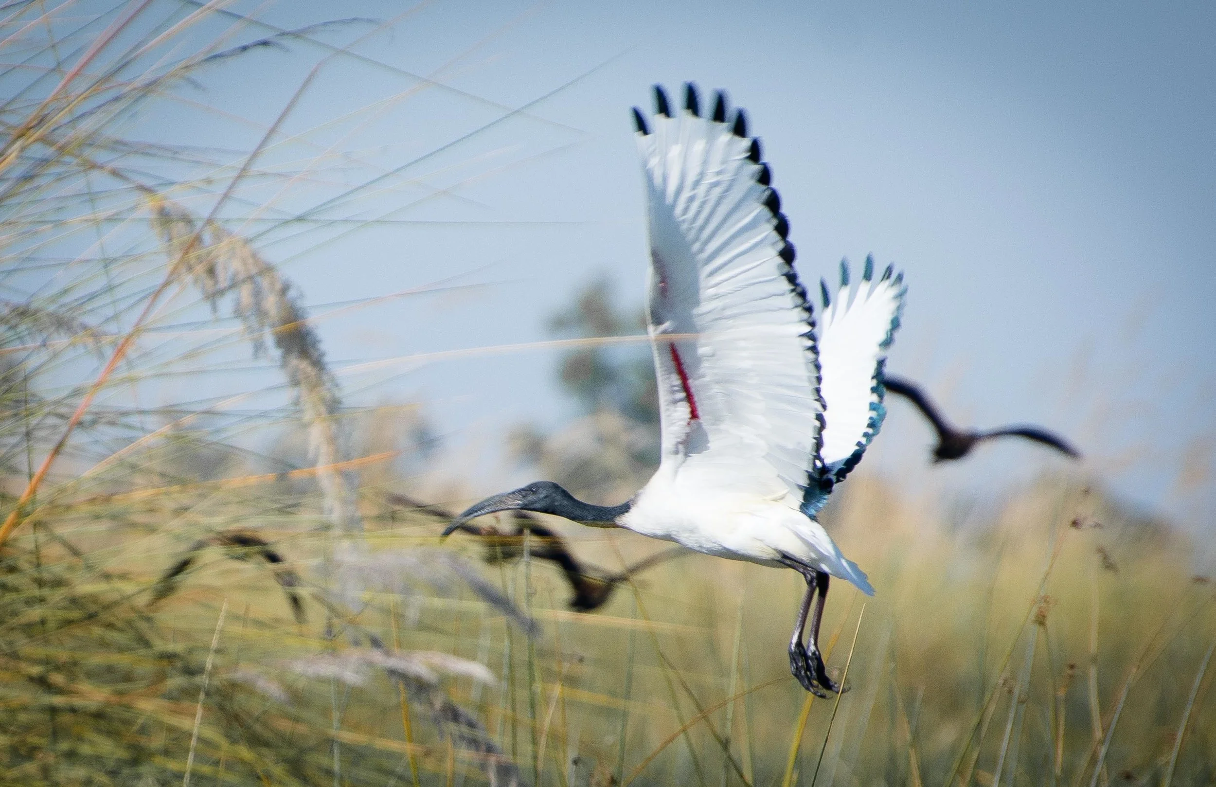 African sacred ibis Threskiornis aethiopicus.jpg