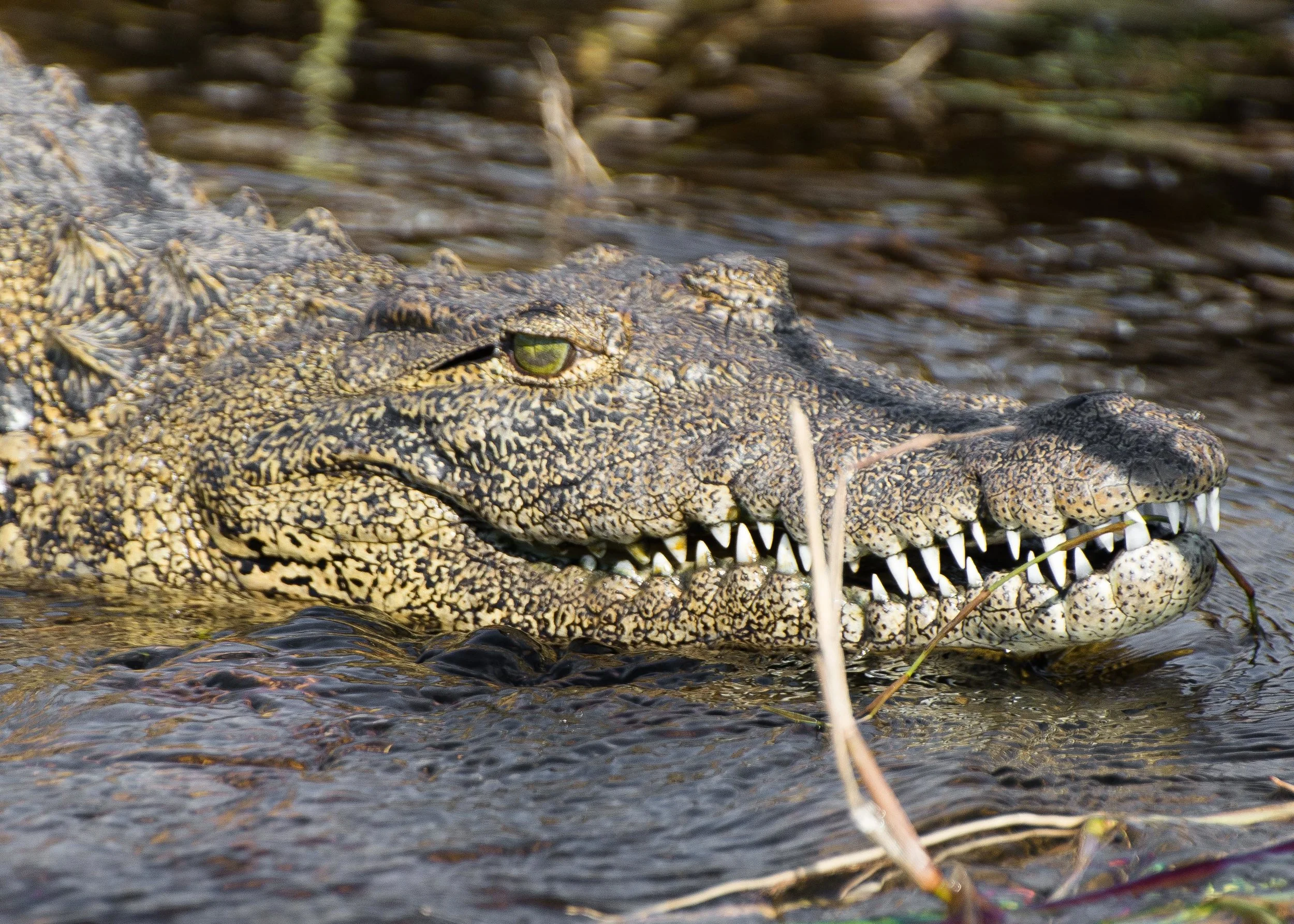Crocodille 2.jpg