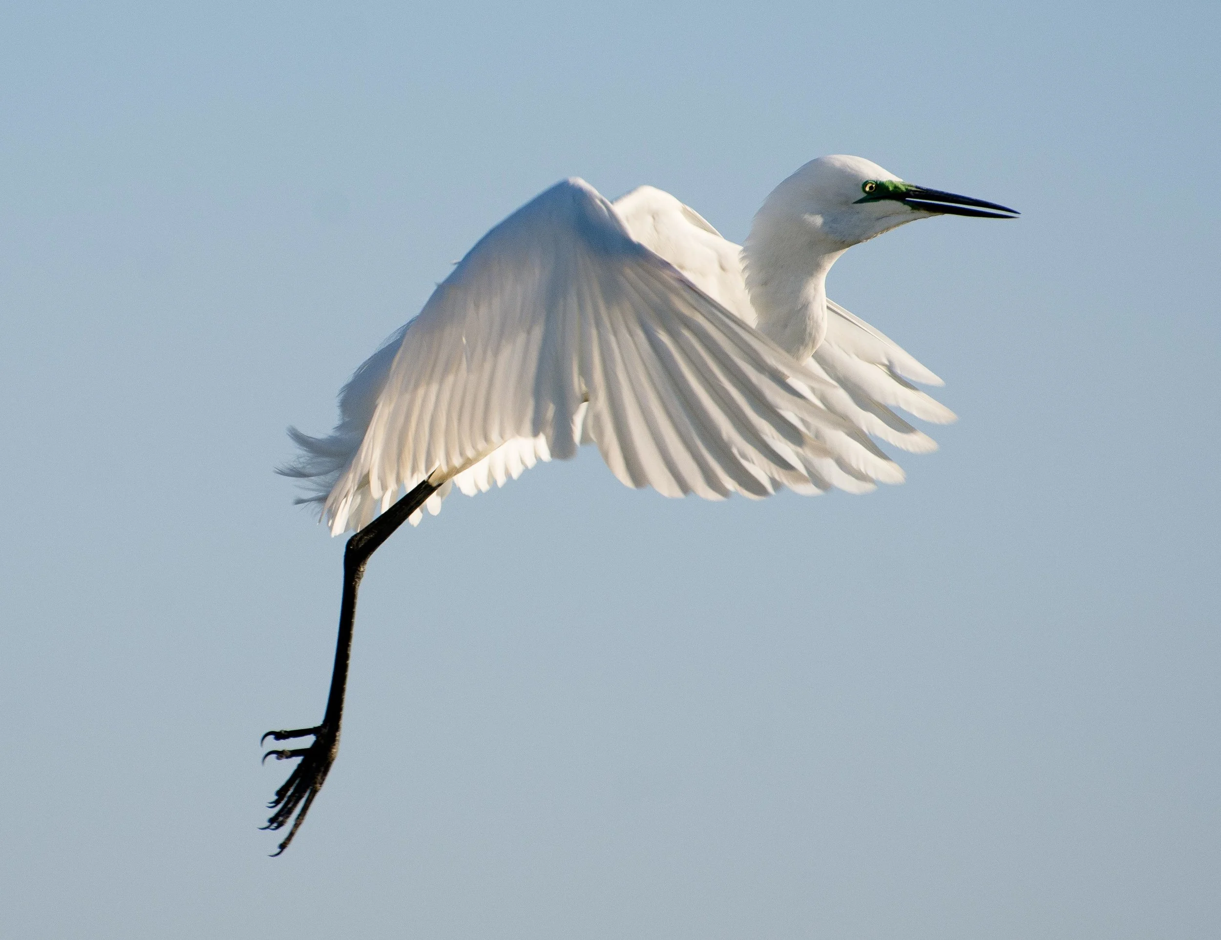 Great egret 4 Ardea alba.jpg