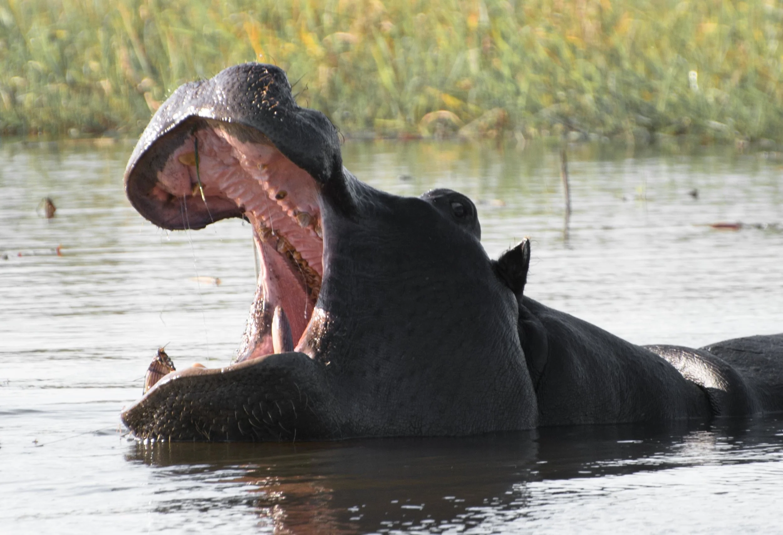 Hippo 5.jpg