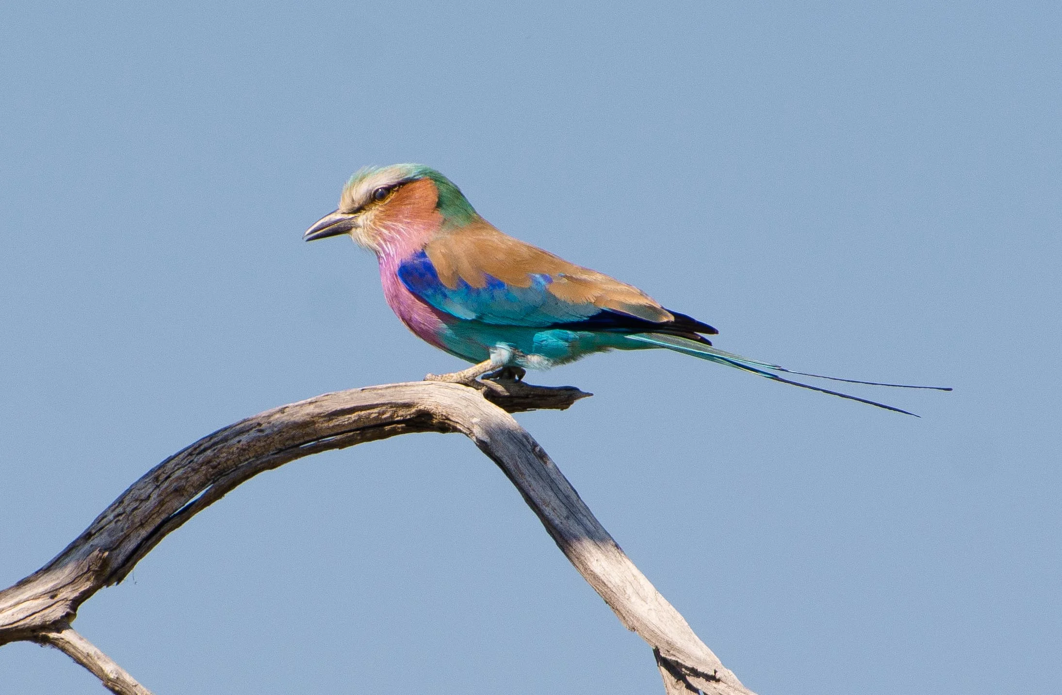 Lilac-breasted roller 2 Coracias caudatus.jpg