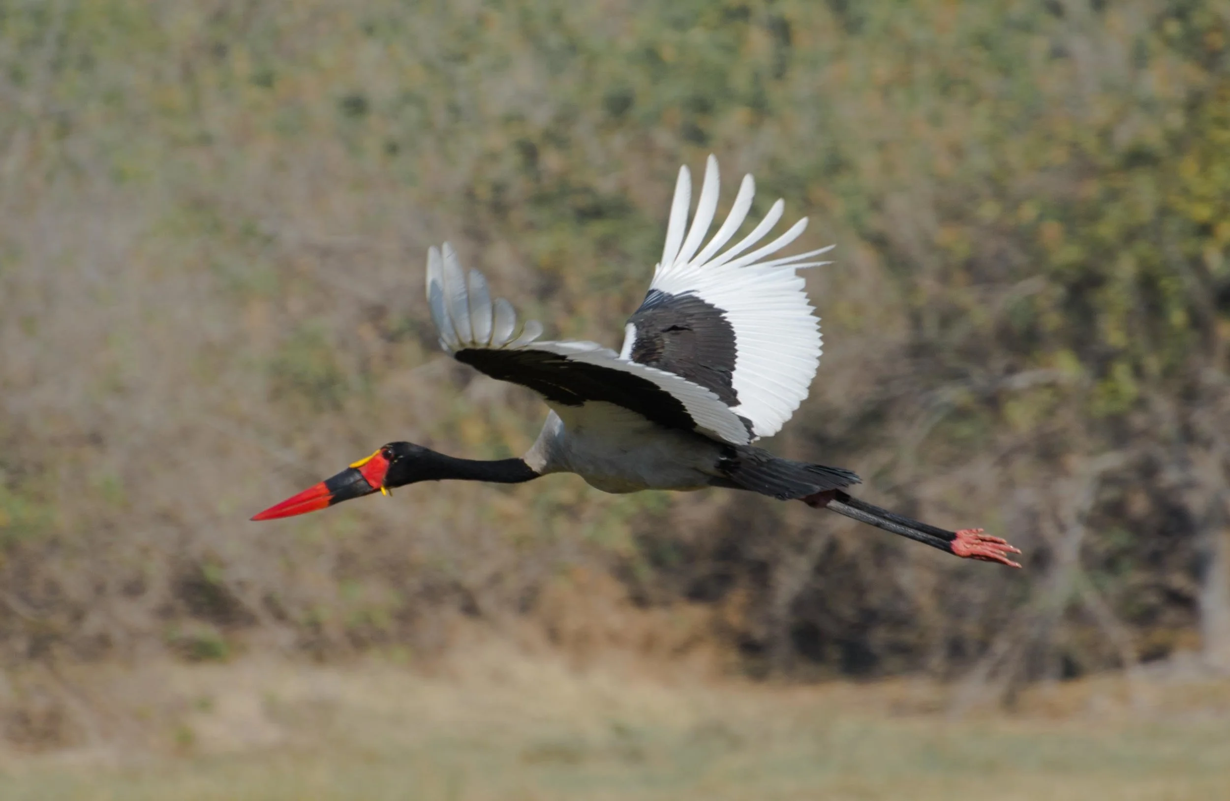 Saddle-billed stork Ephippiorhynchus senegalensis.jpg