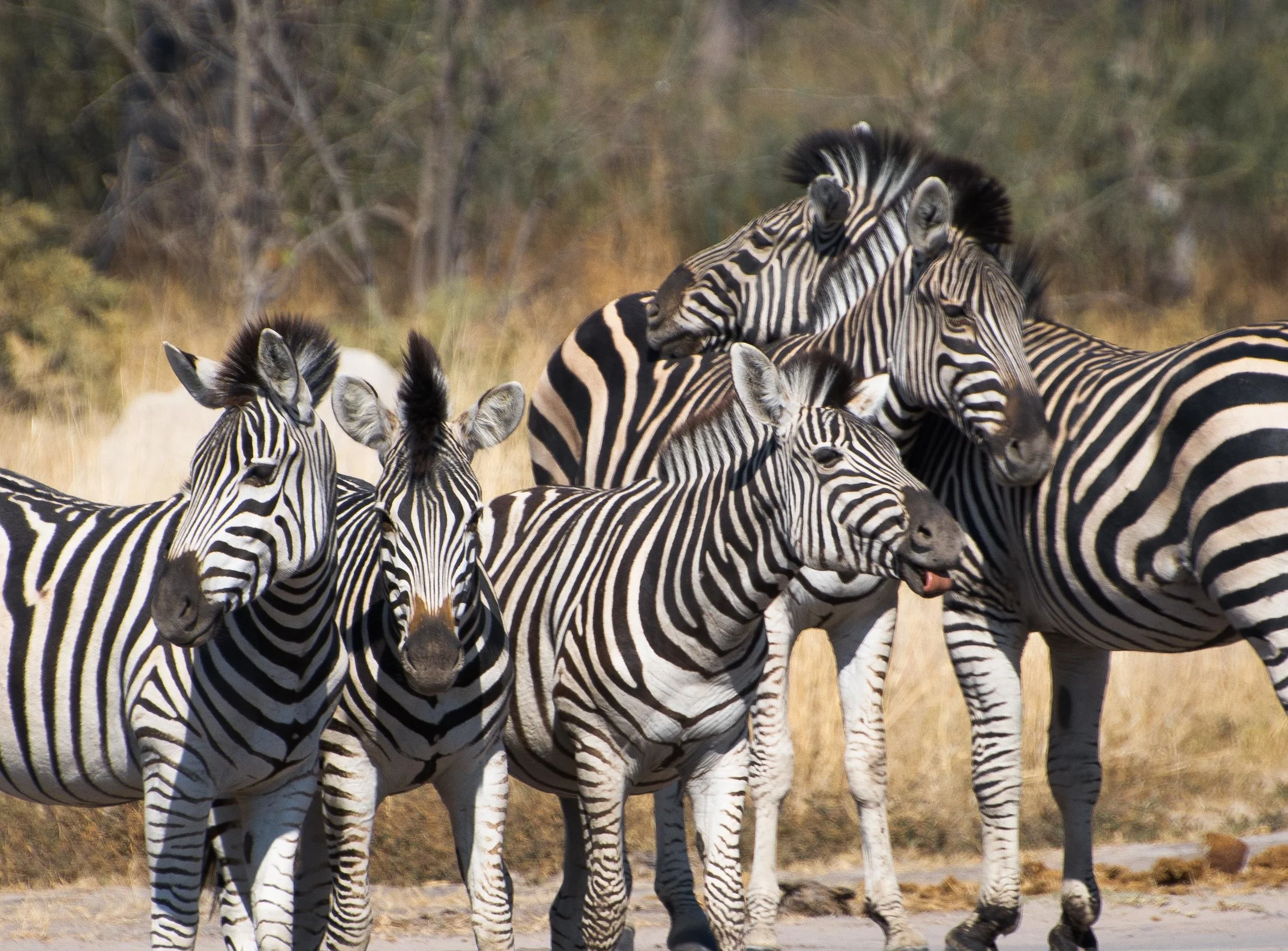 Zebra 5.jpg