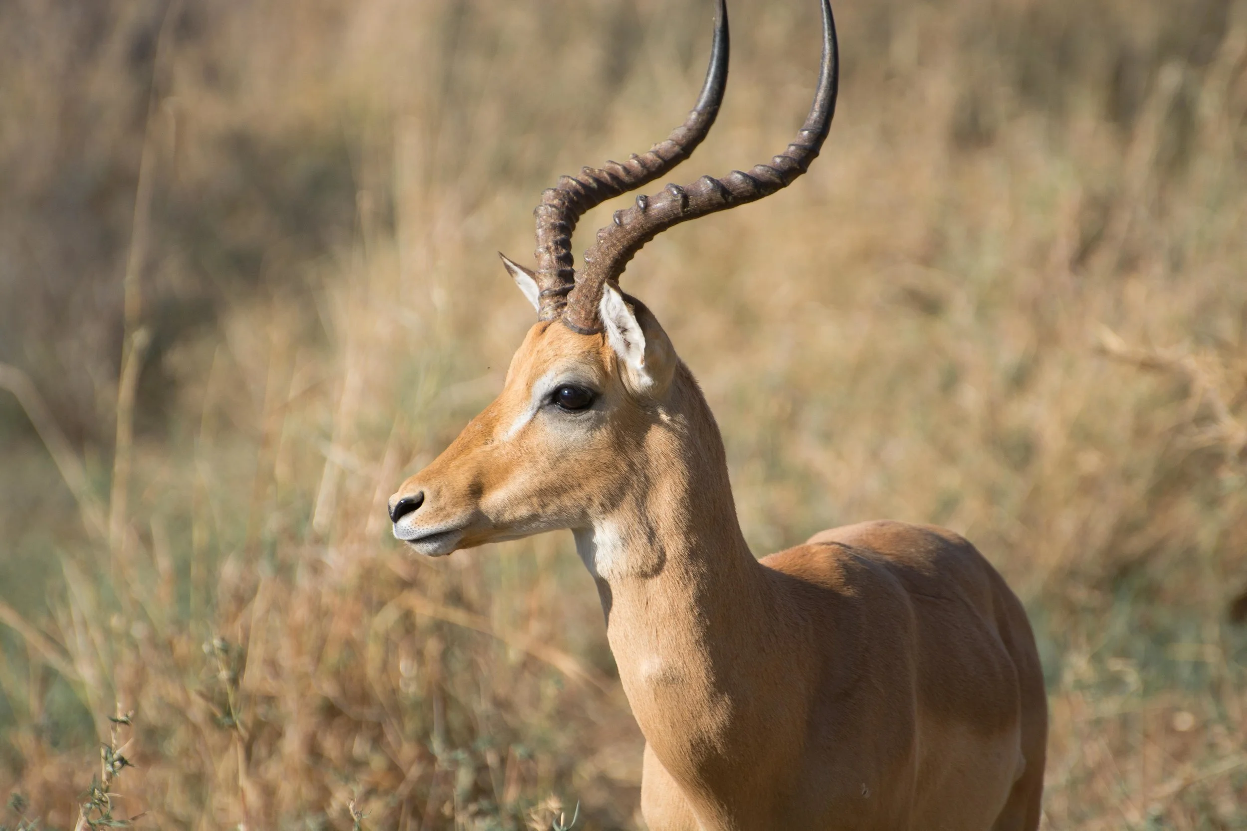 Impala Aepyceros melampus.jpg