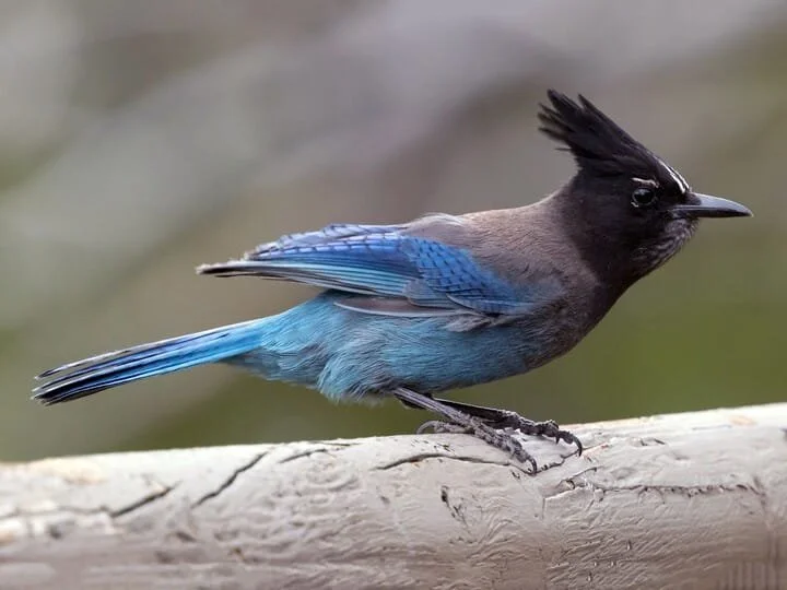 Introduction to Birdwatching