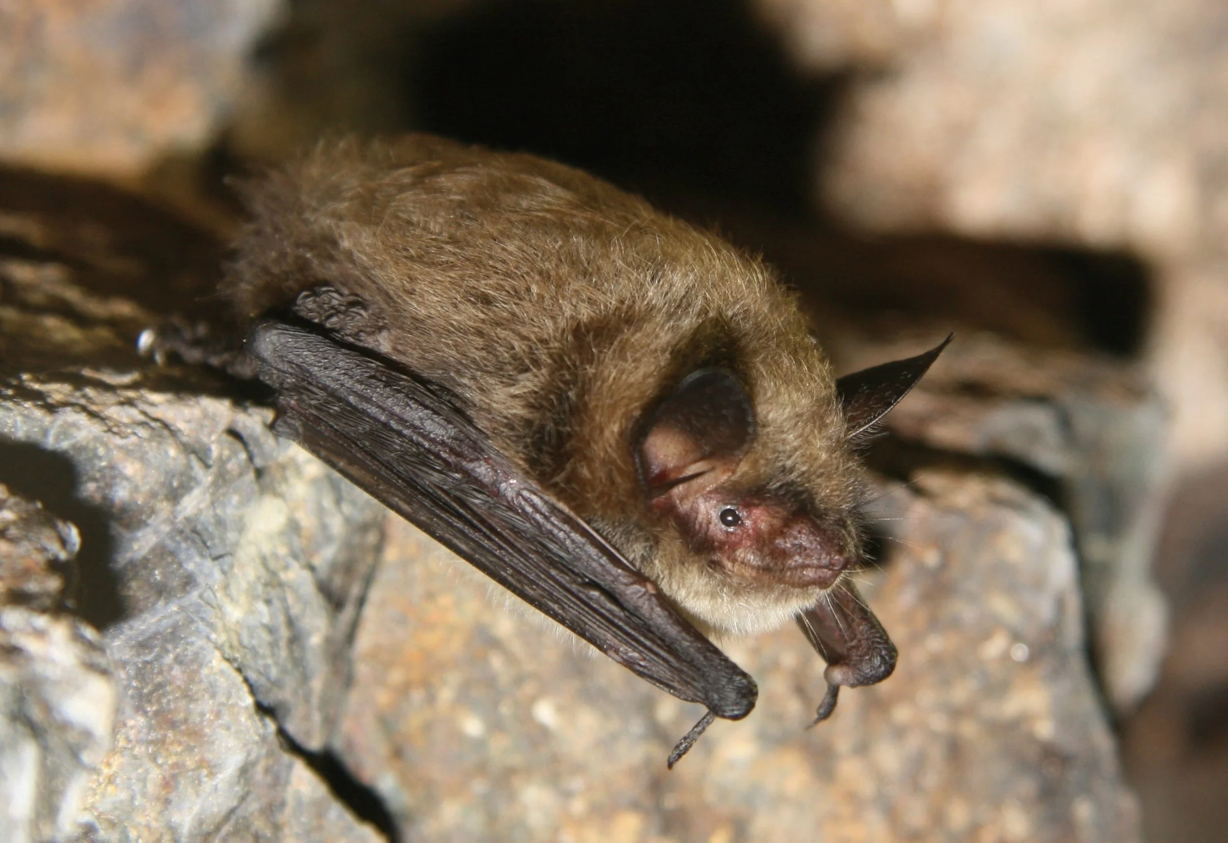 Forest Bat Walk