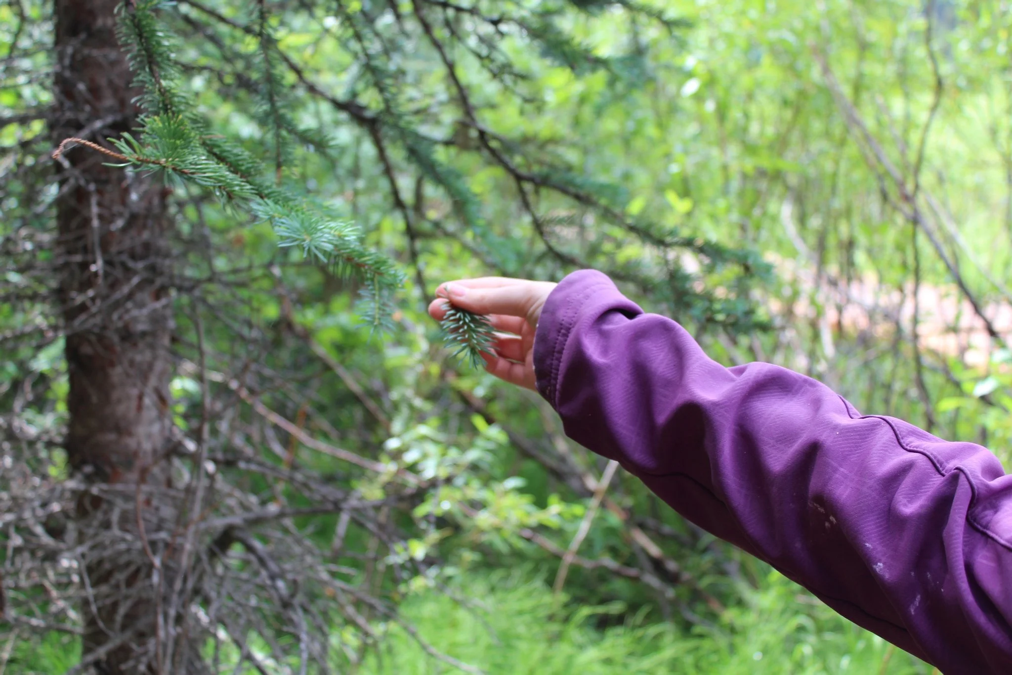 Medicinal Plant Walk