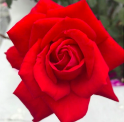 simply breathe red rose.png