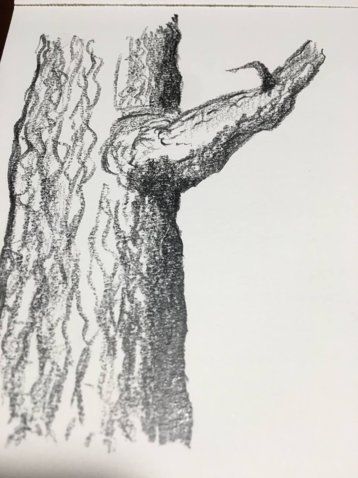 drawing trees.png