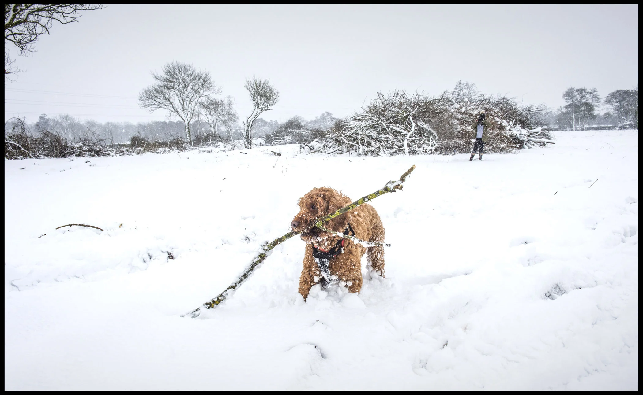 Fudge digging for sticks