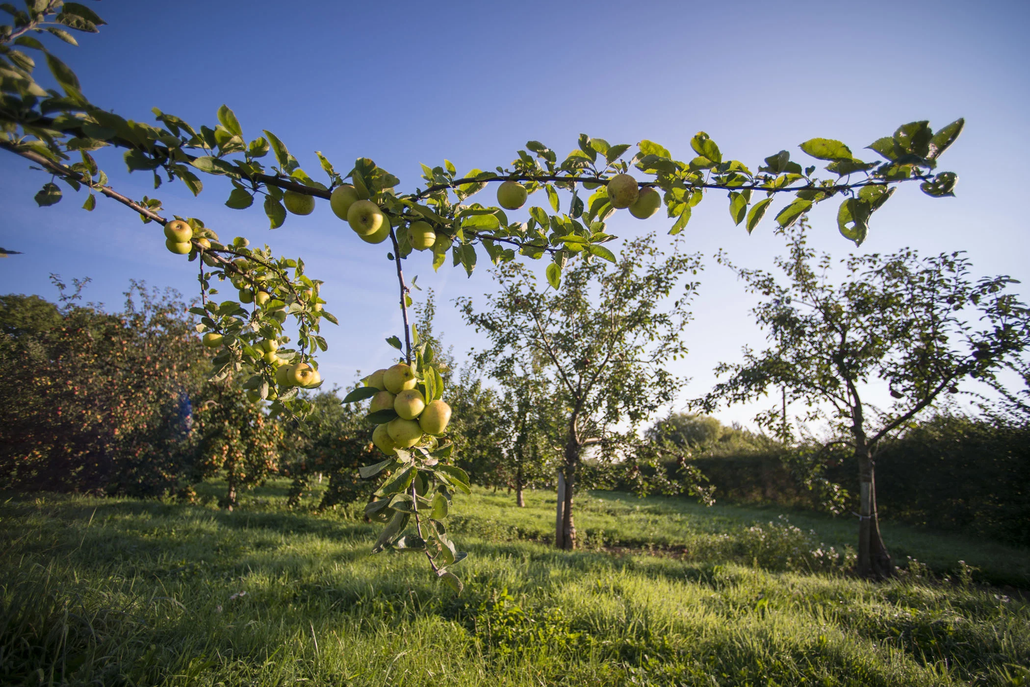 PR Photography in Somerset at Thatchers Cider