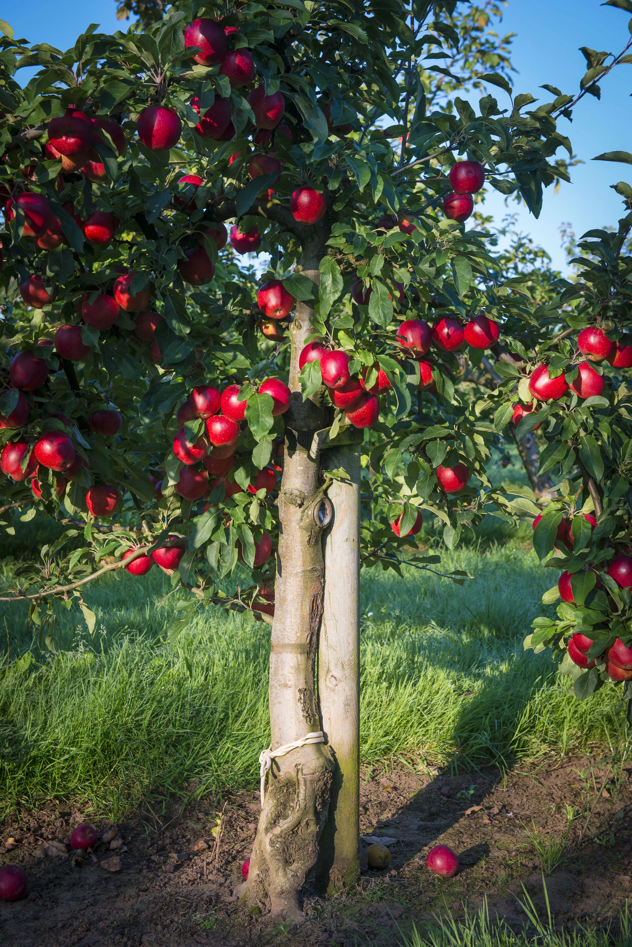 PR Photography in Somerset at Thatchers Cider