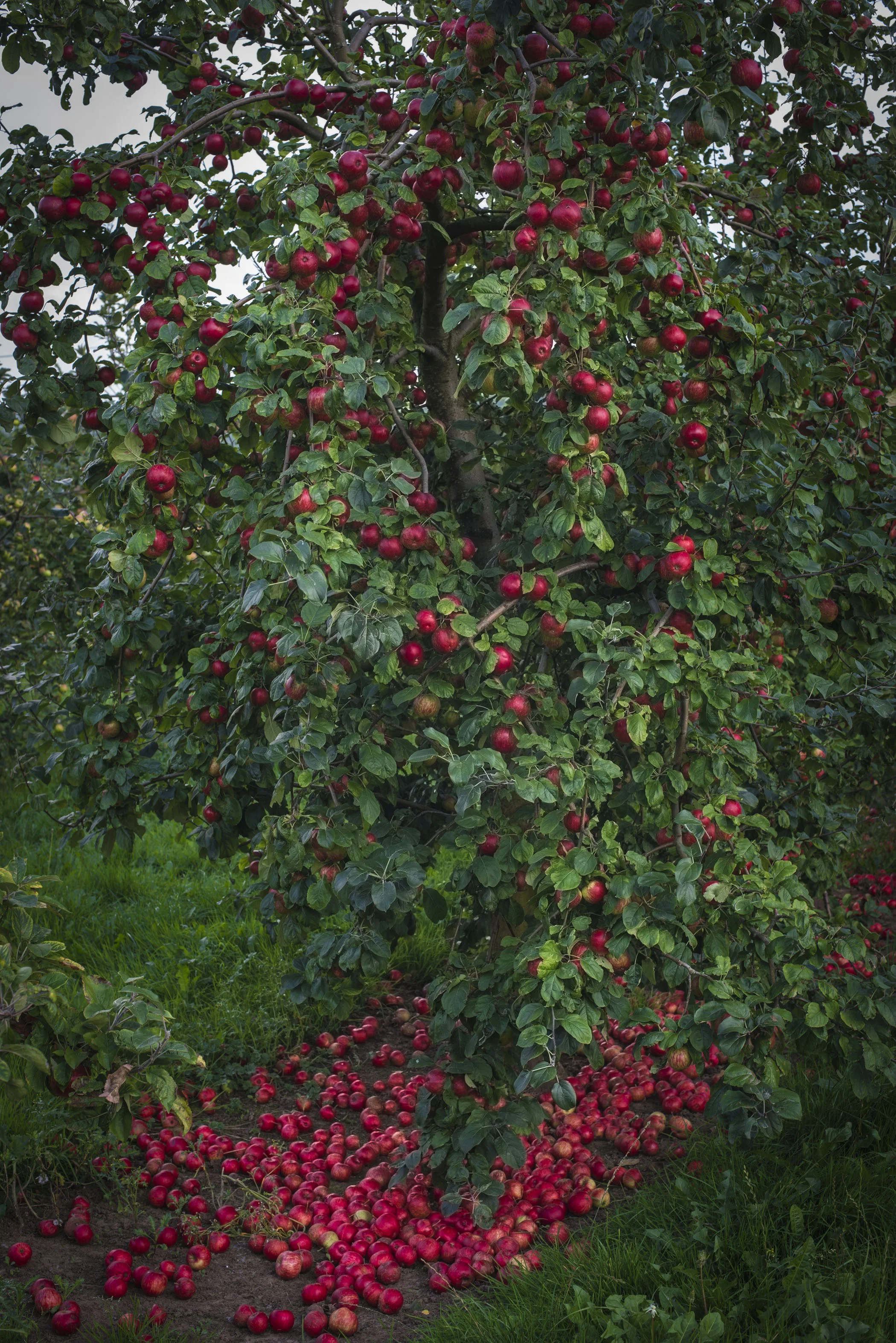 PR Photography in Somerset at Thatchers Cider