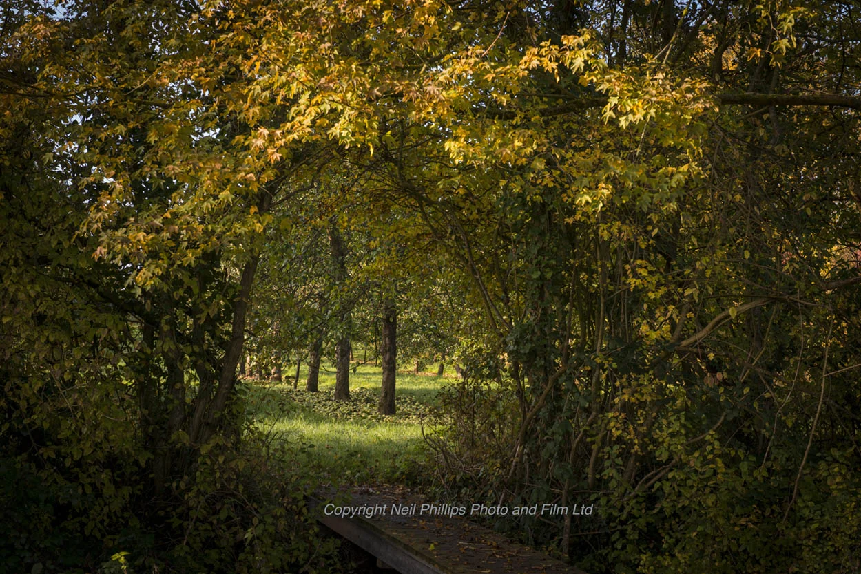 Commemorative Orchard 
