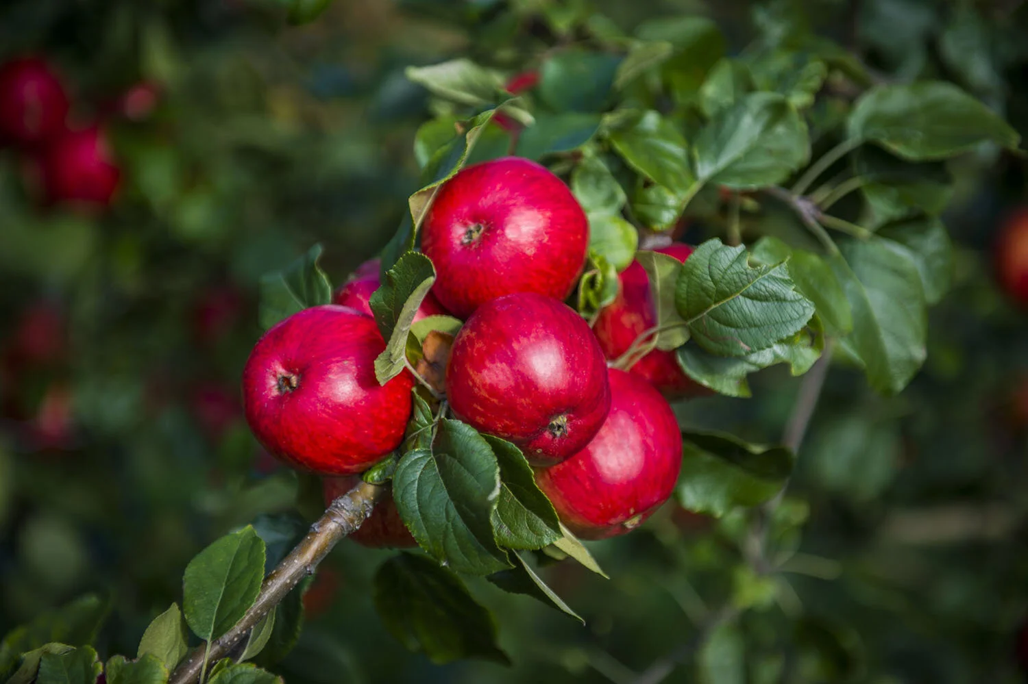 _NPP4809_web.jpg