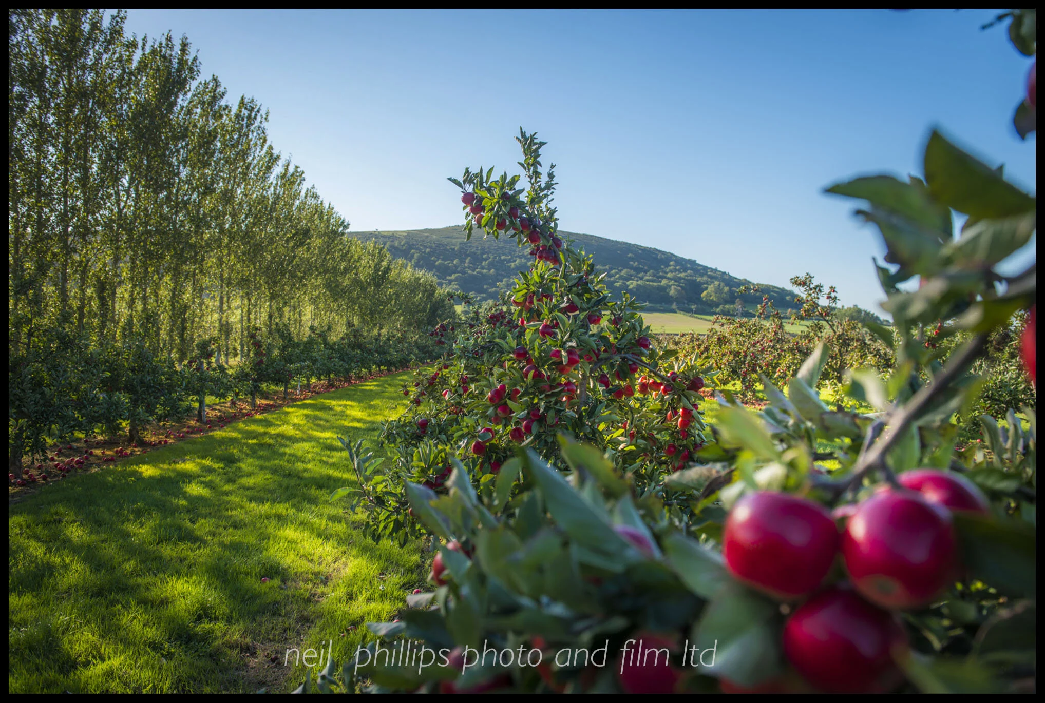 Pressing days at harvest time...