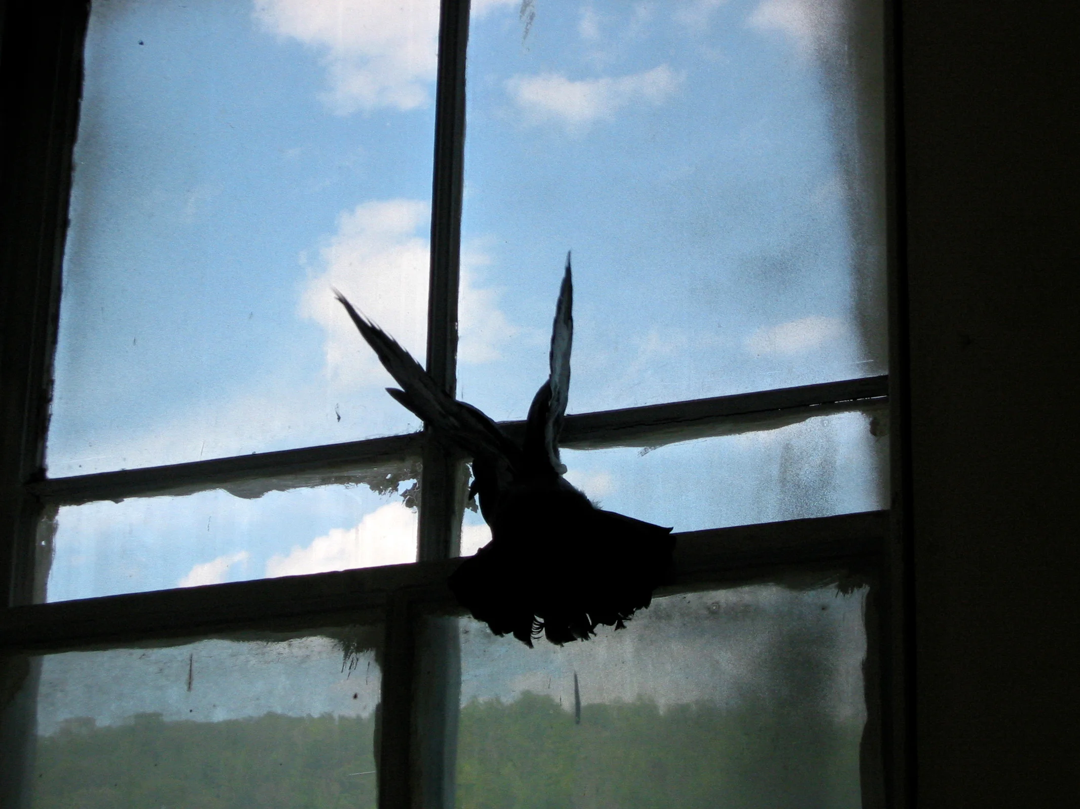 birds 2.jpg