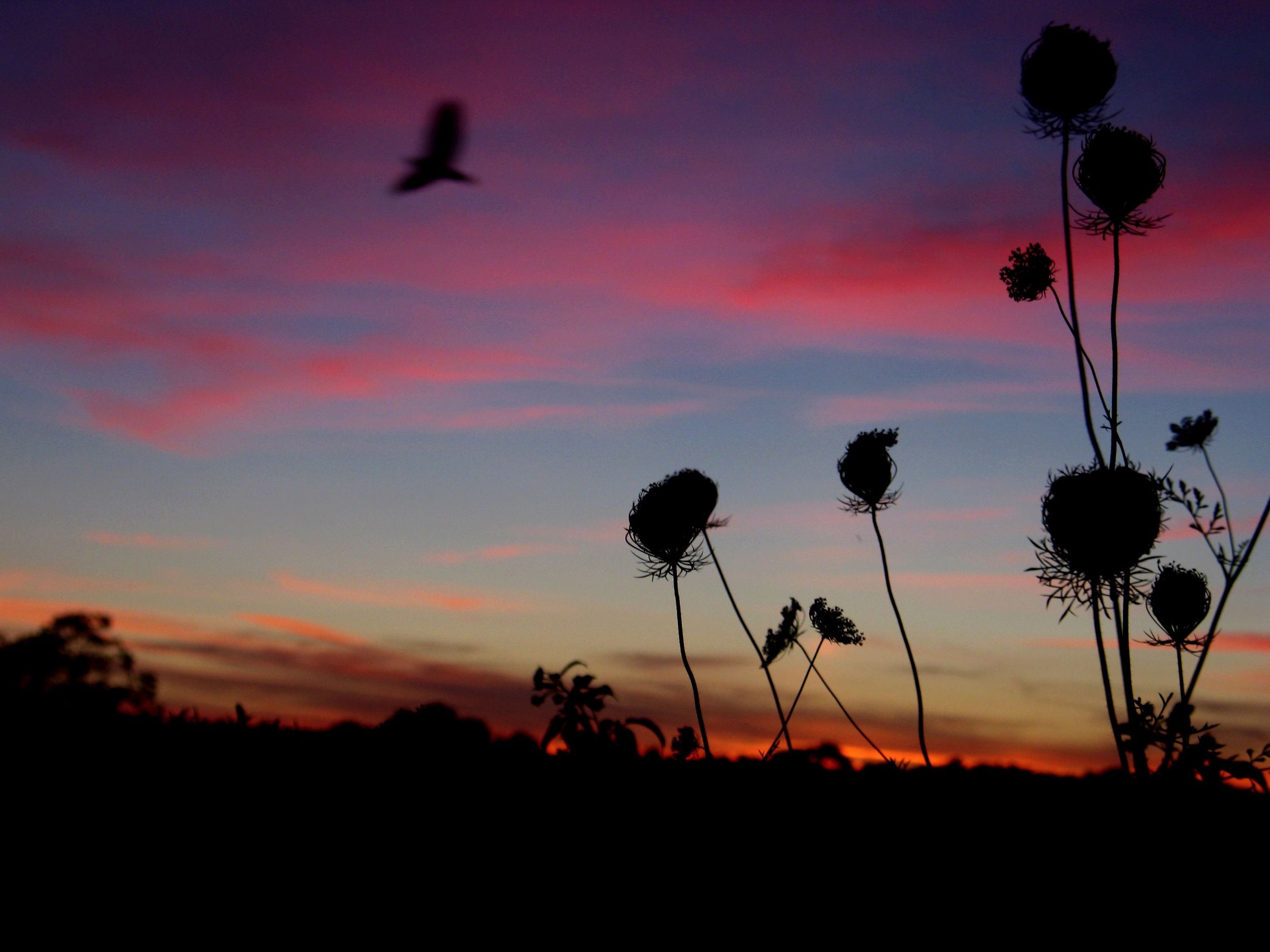 bird sky_2.jpg