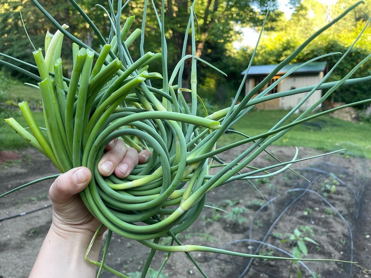 It&rsquo;s garlic scape season 🧄🤘🏼