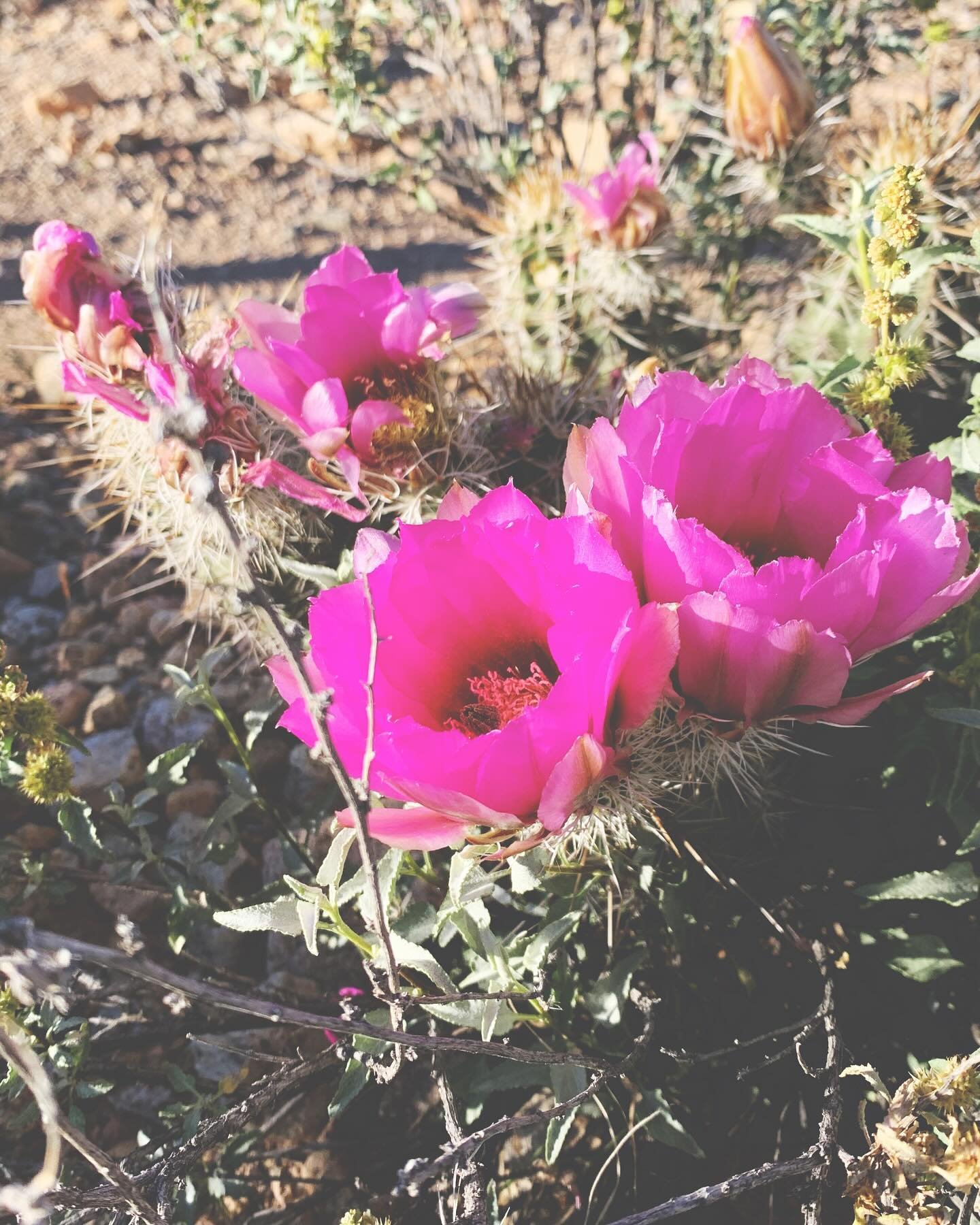 Some desert inspo for you! The hubz and I were able to squeeze a hike in last Monday when the high was in the low 70&rsquo;s (think that&rsquo;s done for now). Reveled in the blooming brittlebush and the explosions of yellow with the occasional pop o