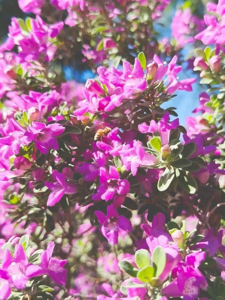 A very belated September roundup - blossoms, microbursts, uprooted trees, critters, and old poodles (and old husbands 🥹). I mostly painted, haven&rsquo;t made much jewelry, but managed to restring a vintage silver bird necklace, solid silver and Nat