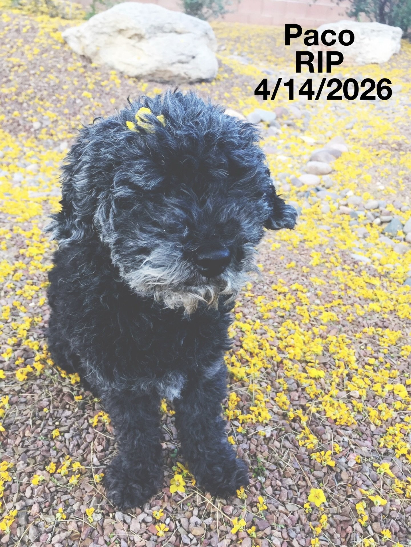 Our beloved little old man dog is no longer with us. We were privileged to be the caretakers of a sightless, extremely cute but stubborn, very odd little creature we named Paco. He was estimated to be 5 years old when we adopted him over 14 years ago