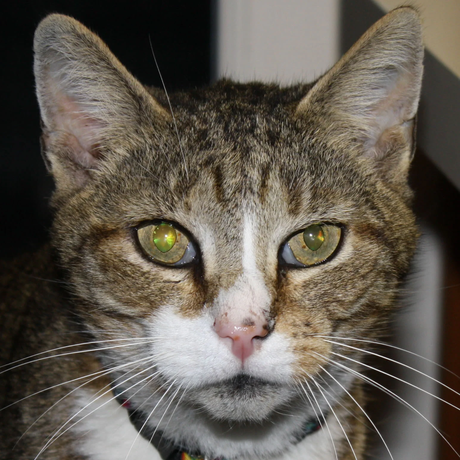 Buster Peters-Wiley 1998-2010