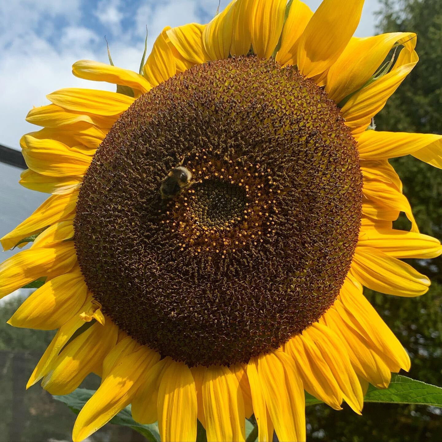 #sunflower never known one so big. That tiny creature is a massive bumble bee on it.