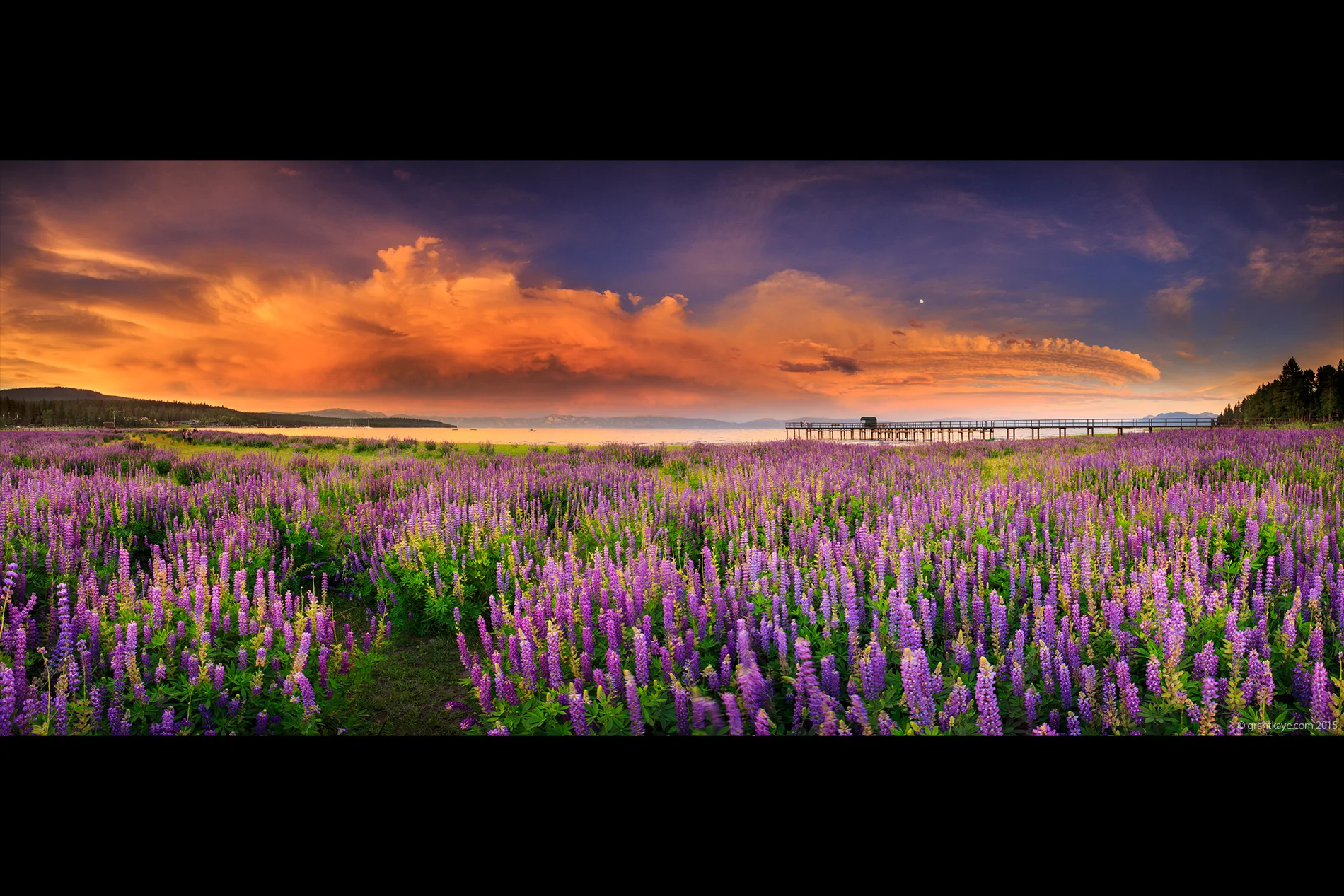 Lake Tahoe Lupine Panorama
