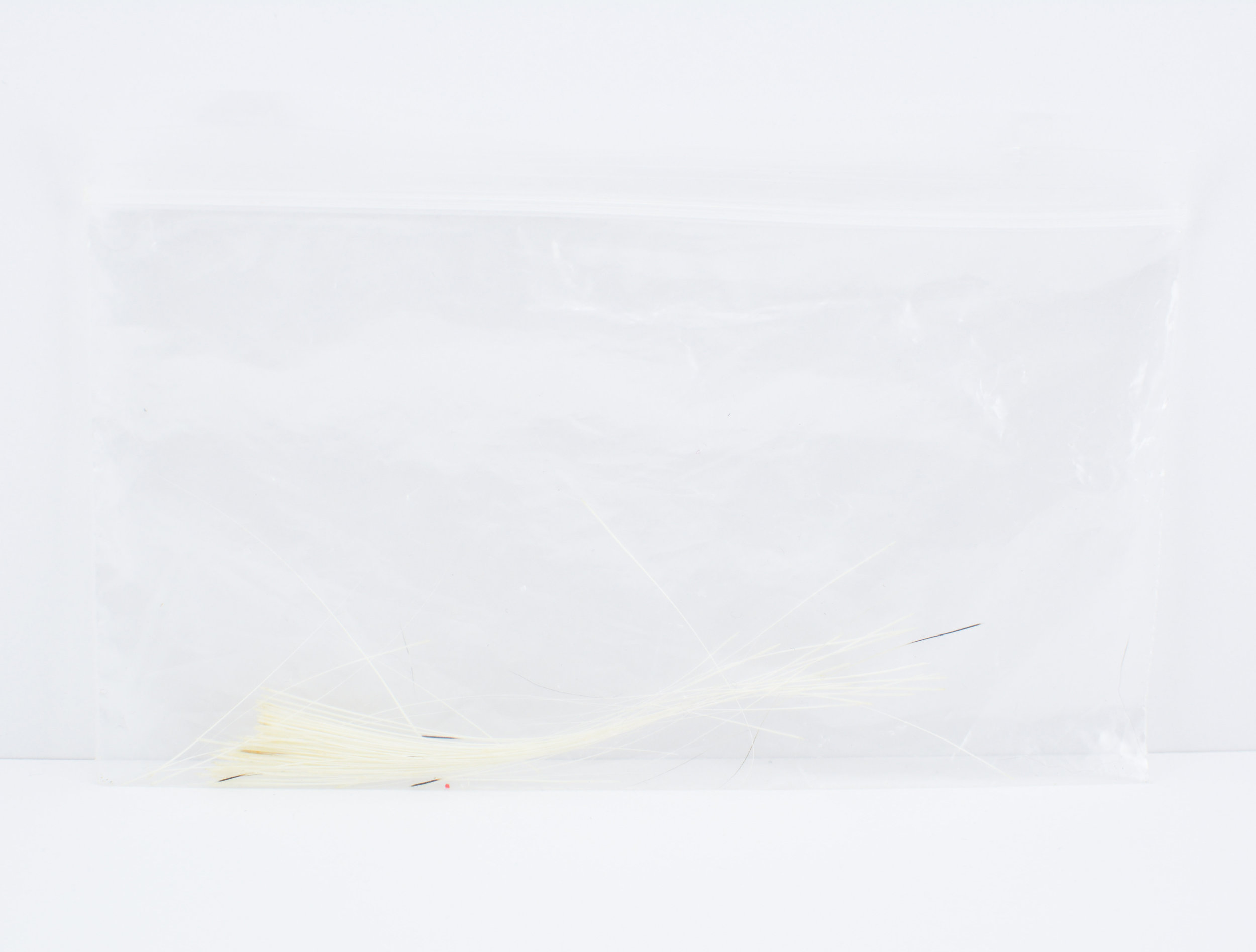  Amy Hannum,  Plastic Bag with Cat Whiskers  