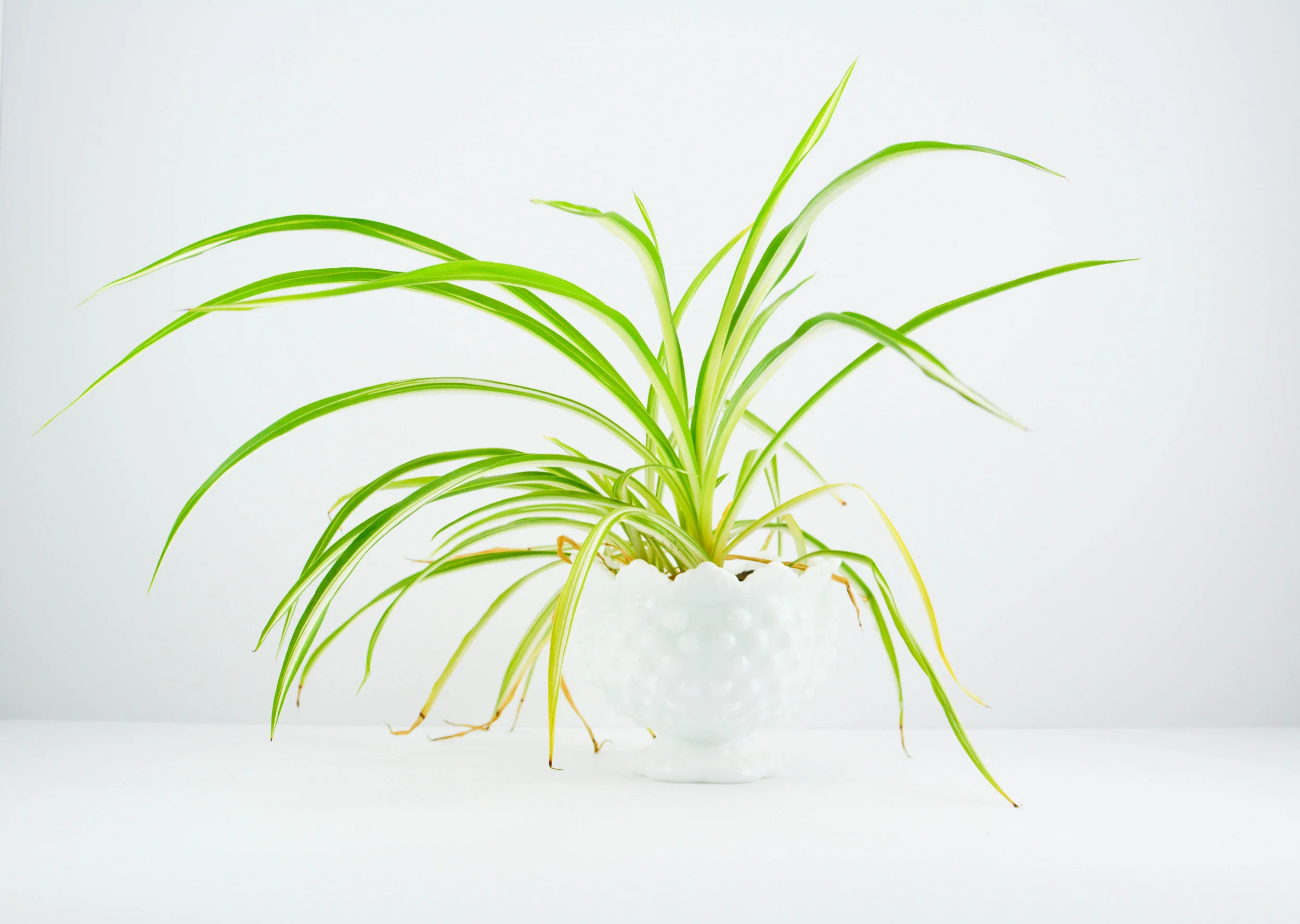 Kat Murphy, Plant in Milk Glass Bowl