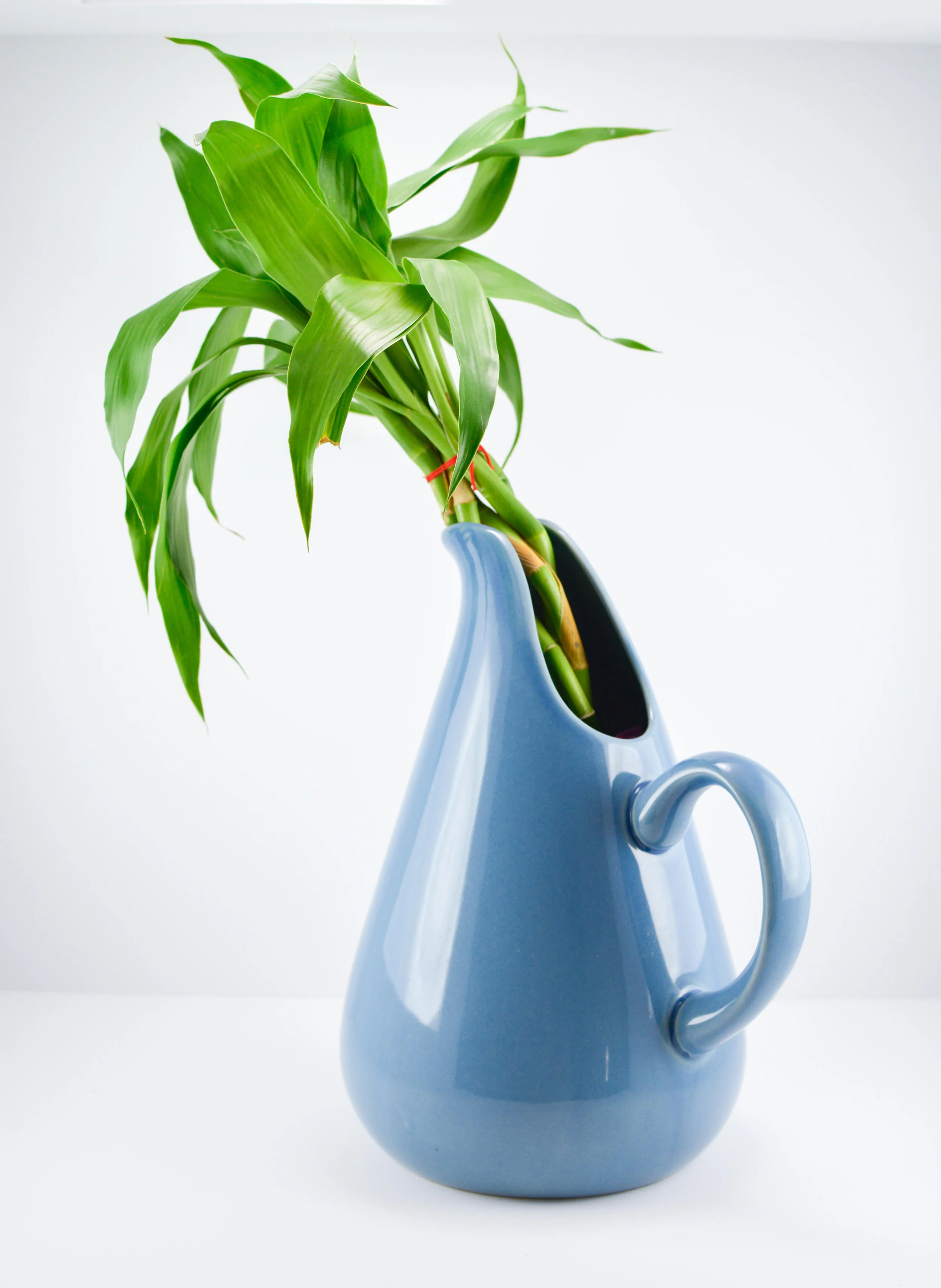 Catherine Pearson, Bamboo in Pitcher