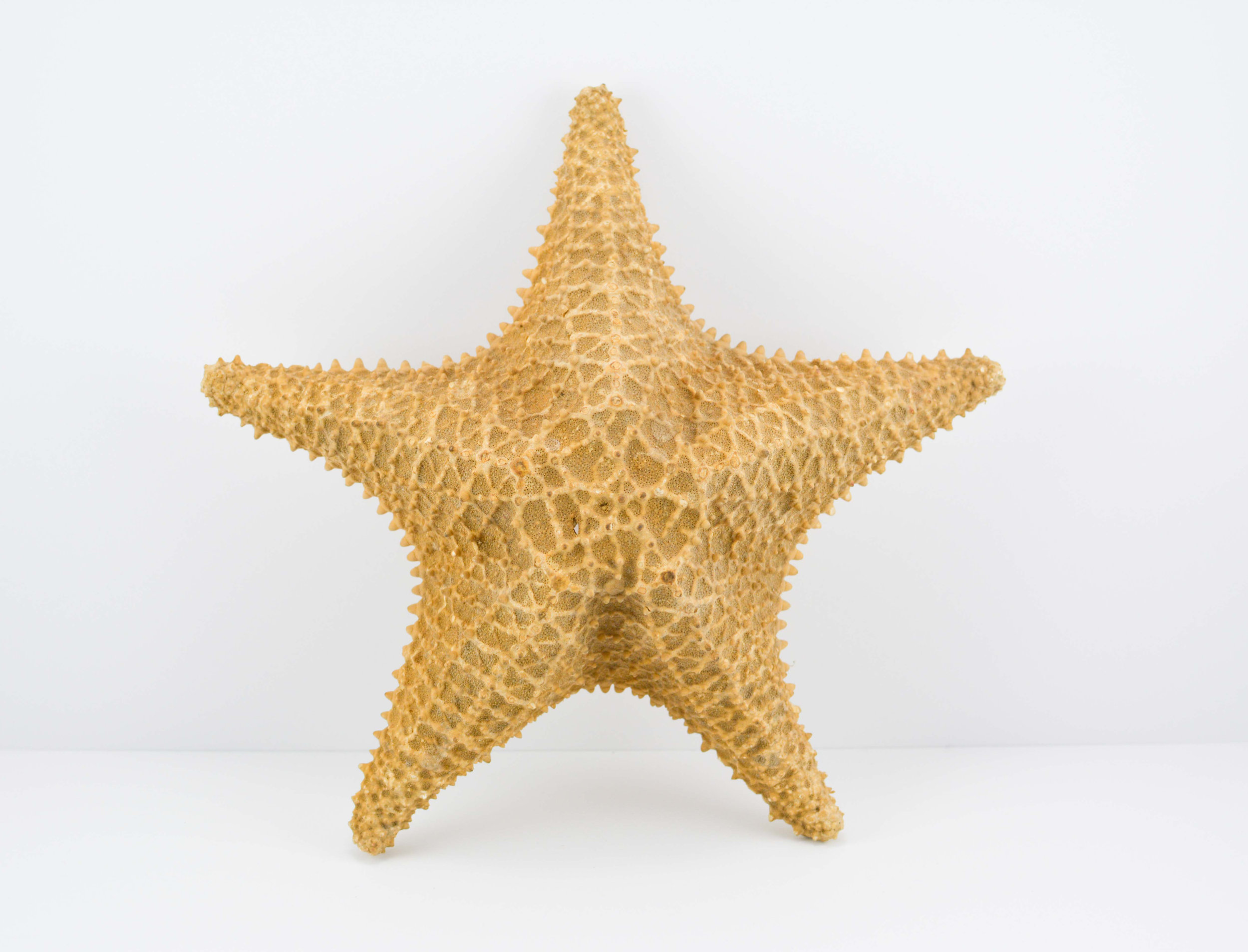  Elisa Soliven,  Starfish  